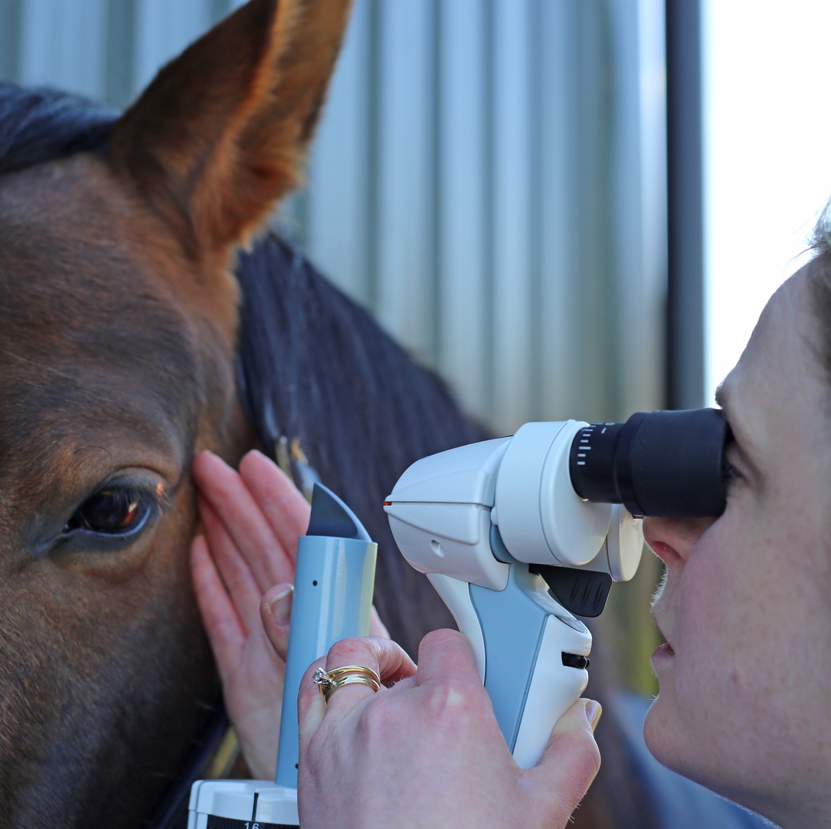 Keeler%20Veterinary%2004