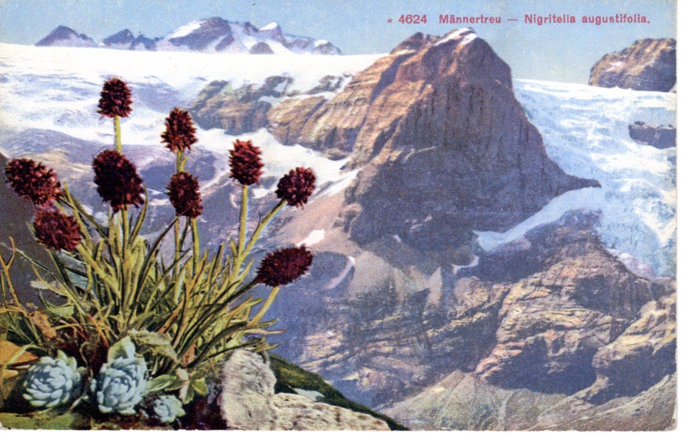 Mannertreu%20Nigritelia%20augustfolia%20C%201920